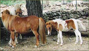 Poney de la ferme